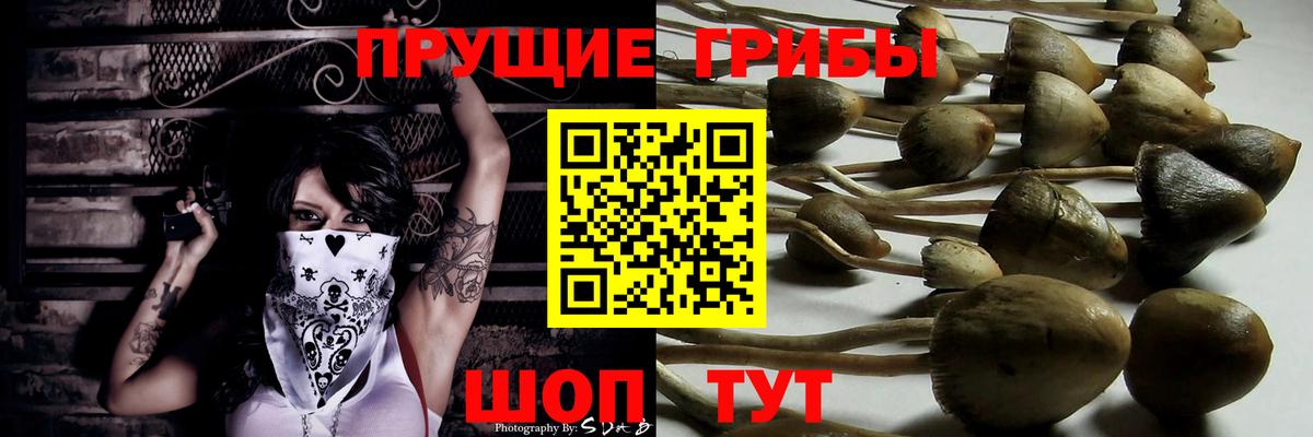 купить  сайты  Вход с VPN  Новороссийск  Псилоцибиновые грибы Magic Shrooms  Псилоцибиновые грибы Psilocybe 
